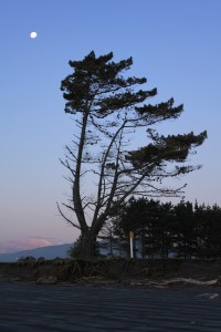 Paparoa NP - Gletscher-015